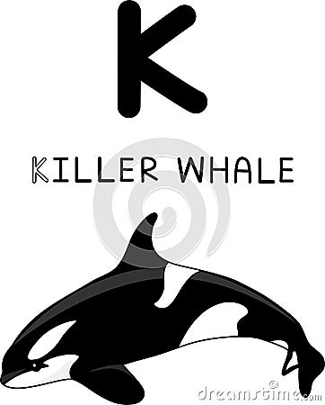 A capital letter of K killer whale orÂ orca in black and white color theÂ oceanic dolphinÂ family and being the largest mammals Vector Illustration